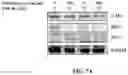Fig. 13 - COMPOSITIONS AND METHODS FOR CANCER THERAPY