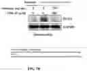 Fig. 14 - COMPOSITIONS AND METHODS FOR CANCER THERAPY