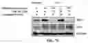 Fig. 15 - COMPOSITIONS AND METHODS FOR CANCER THERAPY