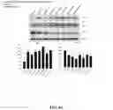 Fig. 16 - COMPOSITIONS AND METHODS FOR CANCER THERAPY
