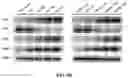 Fig. 19 - COMPOSITIONS AND METHODS FOR CANCER THERAPY
