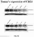 Fig. 20 - COMPOSITIONS AND METHODS FOR CANCER THERAPY