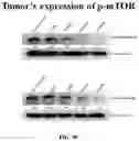 Fig. 23 - COMPOSITIONS AND METHODS FOR CANCER THERAPY