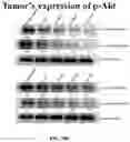 Fig. 25 - COMPOSITIONS AND METHODS FOR CANCER THERAPY