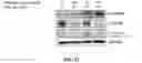 Fig. 27 - COMPOSITIONS AND METHODS FOR CANCER THERAPY