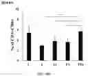 Fig. 30 - COMPOSITIONS AND METHODS FOR CANCER THERAPY