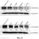 Fig. 35 - COMPOSITIONS AND METHODS FOR CANCER THERAPY