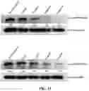 Fig. 36 - COMPOSITIONS AND METHODS FOR CANCER THERAPY