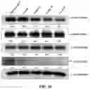 Fig. 37 - COMPOSITIONS AND METHODS FOR CANCER THERAPY