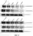 Fig. 38 - COMPOSITIONS AND METHODS FOR CANCER THERAPY