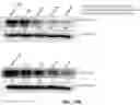 Fig. 40 - COMPOSITIONS AND METHODS FOR CANCER THERAPY