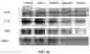 Fig. 41 - COMPOSITIONS AND METHODS FOR CANCER THERAPY
