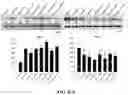 Fig. 50 - COMPOSITIONS AND METHODS FOR CANCER THERAPY