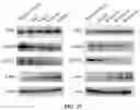 Fig. 53 - COMPOSITIONS AND METHODS FOR CANCER THERAPY