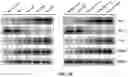 Fig. 54 - COMPOSITIONS AND METHODS FOR CANCER THERAPY