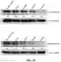 Fig. 55 - COMPOSITIONS AND METHODS FOR CANCER THERAPY