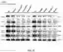 Fig. 66 - COMPOSITIONS AND METHODS FOR CANCER THERAPY