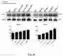 Fig. 67 - COMPOSITIONS AND METHODS FOR CANCER THERAPY