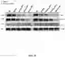 Fig. 68 - COMPOSITIONS AND METHODS FOR CANCER THERAPY