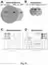 Fig. 15 - COMPOSITIONS, METHODS FOR REGULATING UTERINE, PLACENTAL GROWTH