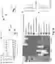Fig. 20 - COMPOSITIONS, METHODS FOR REGULATING UTERINE, PLACENTAL GROWTH