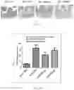 Fig. 13 - strain and use thereof