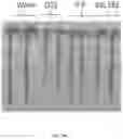Fig. 15 - strain and use thereof