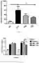 Fig. 18 - strain and use thereof