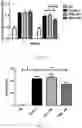 Fig. 19 - strain and use thereof