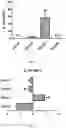 Fig. 05 - Lactobacillus Gasseri KBL697 strain and use thereof