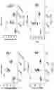 Fig. 12 - Lactobacillus Gasseri KBL697 strain and use thereof