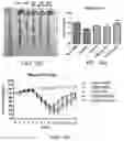 Fig. 13 - Lactobacillus Gasseri KBL697 strain and use thereof