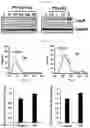 Fig. 03 - CO-ADMINISTRATION COMPOSITION FOR PREVENTING OR TREATING HYPERCHOLESTEROLEMIA, CONTAINING BALLOON-FLOWER EXTRACT OR PLATYCODIN D DERIVED THEREFROM AS ACTIVE INGREDIENT