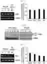 Fig. 05 - CO-ADMINISTRATION COMPOSITION FOR PREVENTING OR TREATING HYPERCHOLESTEROLEMIA, CONTAINING BALLOON-FLOWER EXTRACT OR PLATYCODIN D DERIVED THEREFROM AS ACTIVE INGREDIENT