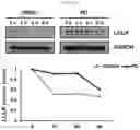 Fig. 06 - CO-ADMINISTRATION COMPOSITION FOR PREVENTING OR TREATING HYPERCHOLESTEROLEMIA, CONTAINING BALLOON-FLOWER EXTRACT OR PLATYCODIN D DERIVED THEREFROM AS ACTIVE INGREDIENT