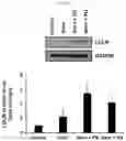 Fig. 08 - CO-ADMINISTRATION COMPOSITION FOR PREVENTING OR TREATING HYPERCHOLESTEROLEMIA, CONTAINING BALLOON-FLOWER EXTRACT OR PLATYCODIN D DERIVED THEREFROM AS ACTIVE INGREDIENT