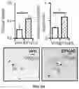 Fig. 20 - THERMOGENIC COMPOSITIONS AND METHODS