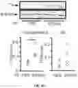 Fig. 21 - THERMOGENIC COMPOSITIONS AND METHODS
