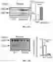 Fig. 37 - THERMOGENIC COMPOSITIONS AND METHODS