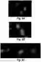 Fig. 08 - POLYMERIC NANOPARTICLES AND A PROCESS OF PREPARATION THEREOF