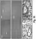 Fig. 13 - POLYMERIC NANOPARTICLES AND A PROCESS OF PREPARATION THEREOF