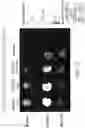 Fig. 07 - METHODS OF TREATING CANCER BY TARGETING TUMOR-ASSOCIATED MACROPHAGES