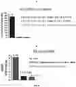 Fig. 08 - METHODS OF TREATING CANCER BY TARGETING TUMOR-ASSOCIATED MACROPHAGES