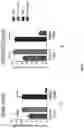 Fig. 17 - METHODS OF TREATING CANCER BY TARGETING TUMOR-ASSOCIATED MACROPHAGES