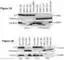 Fig. 02 - METHODS AND COMPOSITIONS COMPRISING A C-TERMINAL BAX PEPTIDE