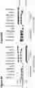 Fig. 19 - METHODS AND COMPOSITIONS COMPRISING A C-TERMINAL BAX PEPTIDE