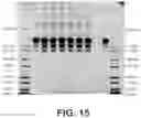 Fig. 15 - Pre-filled pharmaceutical package comprising a liquid formulation of a VEGF-antagonist