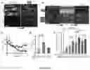 Fig. 04 - NET STABILIZATION AS A THERAPY FOR SEPSIS