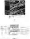 Fig. 13 - NET STABILIZATION AS A THERAPY FOR SEPSIS