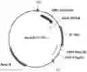 Fig. 01 - METHODS AND COMPOSITIONS FOR TREATING CONDITIONS USING RECOMBINANT SELF-COMPLEMENTARY ADENO-ASSOCIATED VIRUS